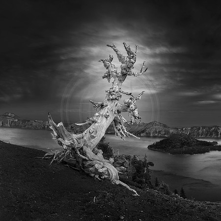 The Lone Tree