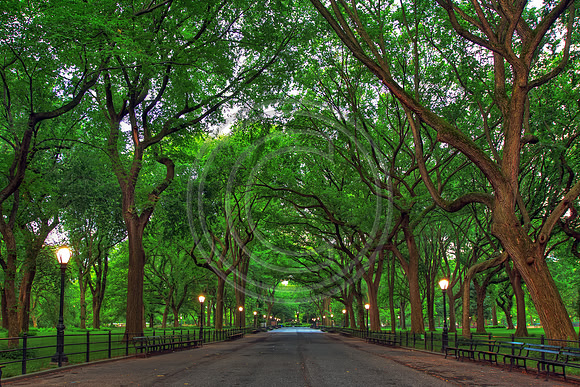 Central Park Elm Trees in Summer, New York City